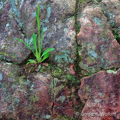 Some Things Will Grow Anywhere_01060.jpg - Photographed at Chippewa Falls on the north shore of Lake Superior in Ontario, Canada.